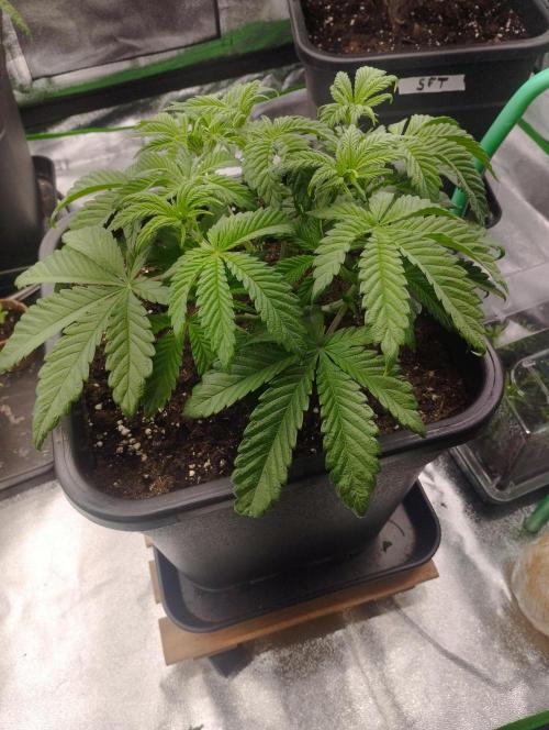 A1 (tester) - Dutch Passion. Week 6