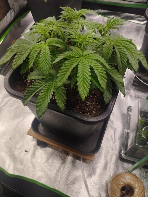 A1 (tester) - Dutch Passion. Week 6