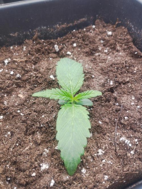 PMK (tester) - Dutch Passion. Week 2