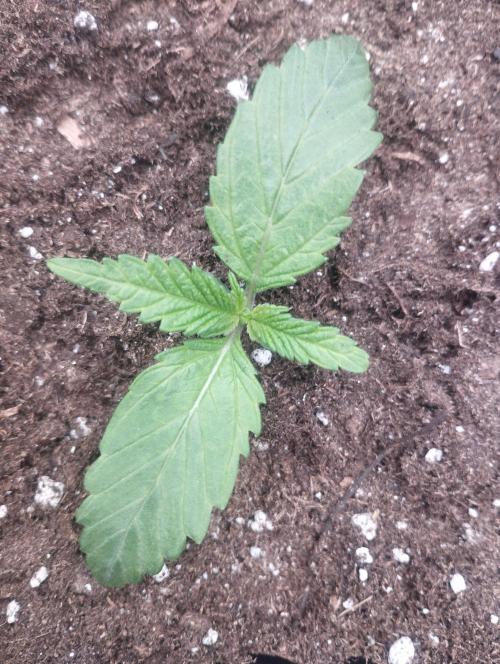 PMK (tester) - Dutch Passion. Week 2