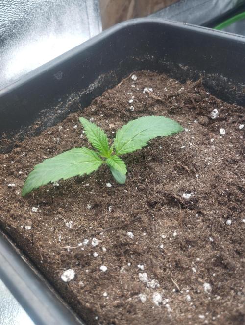 PMK (tester) - Dutch Passion. Week 2