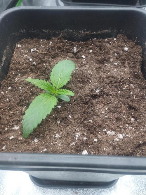 PMK (tester) - Dutch Passion. Week 2