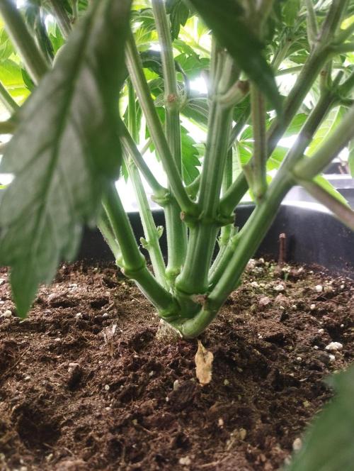White Widow -Kera Seeds. Week 7