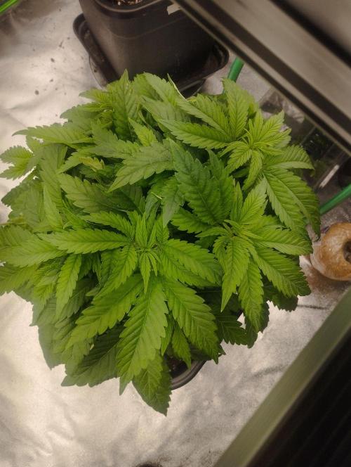 White Widow -Kera Seeds. Week 7
