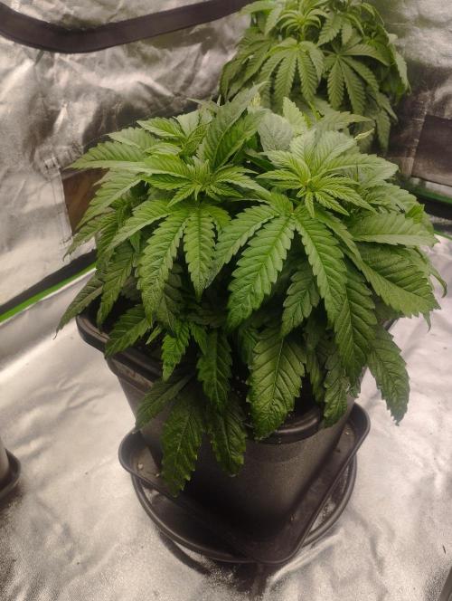 White Widow -Kera Seeds. Week 7