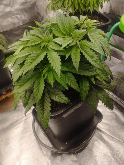 White Widow -Kera Seeds. Week 7