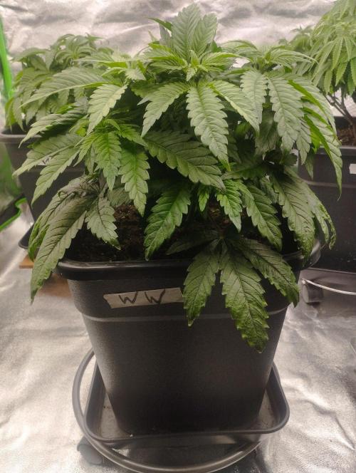 White Widow. Week 7