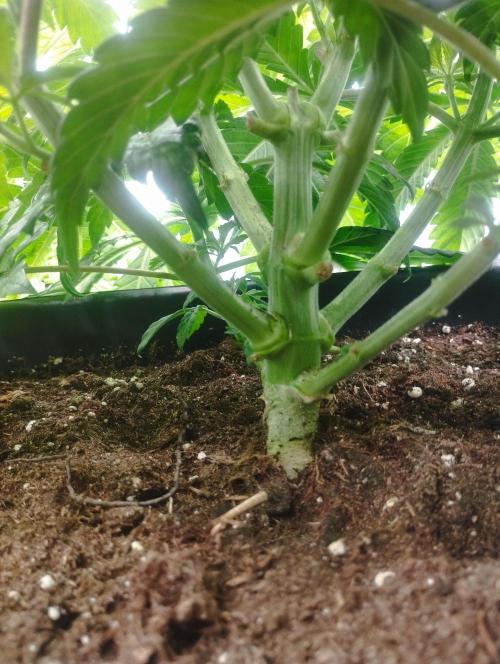 A1 (tester) - Dutch Passion. Week 7