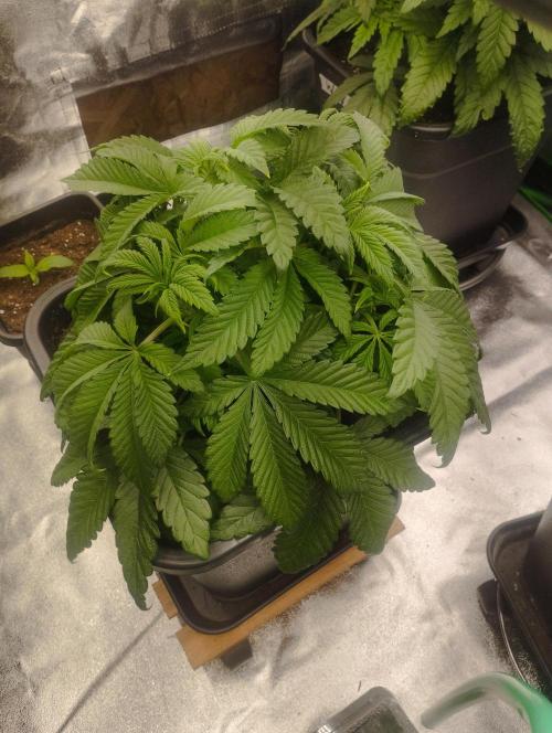 A1 (tester) - Dutch Passion. Week 7