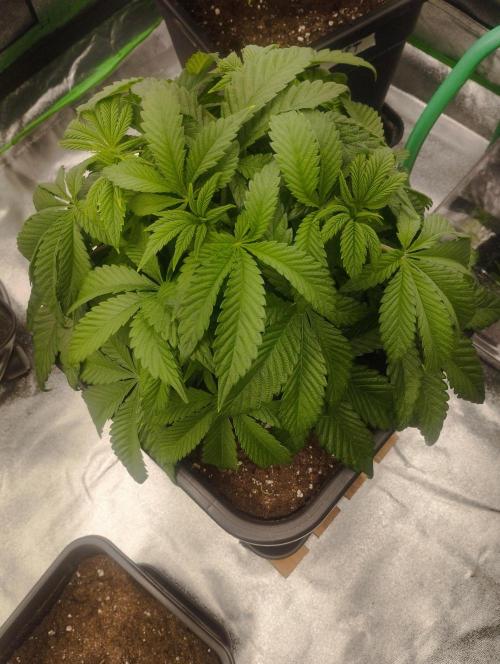 A1 (tester) - Dutch Passion. Week 7
