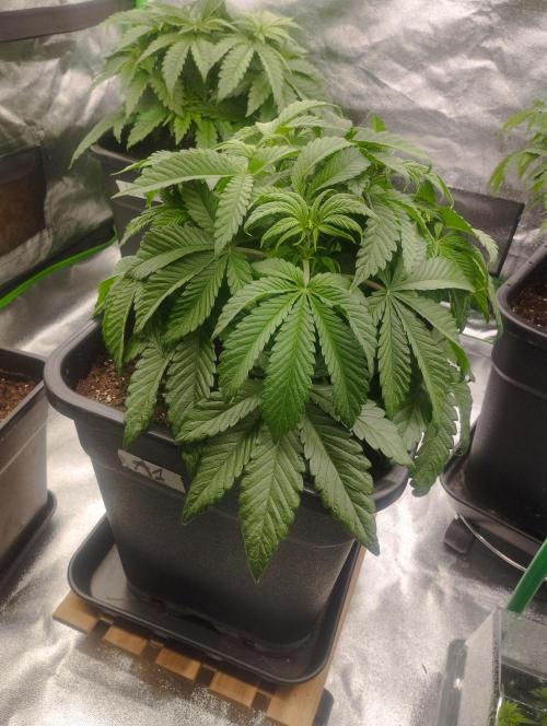 A1 (tester) - Dutch Passion. Week 7