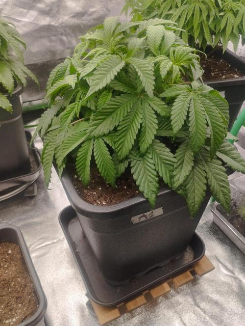 A1 (tester) - Dutch Passion. Week 7