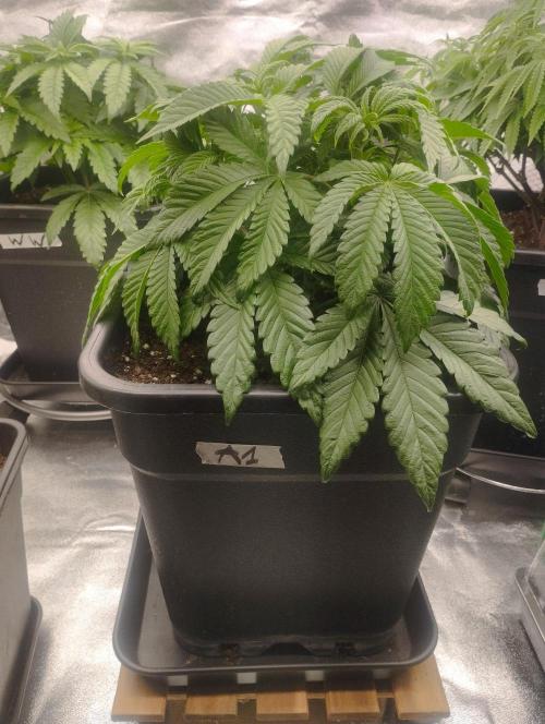 A1 (tester) - Dutch Passion. Week 7