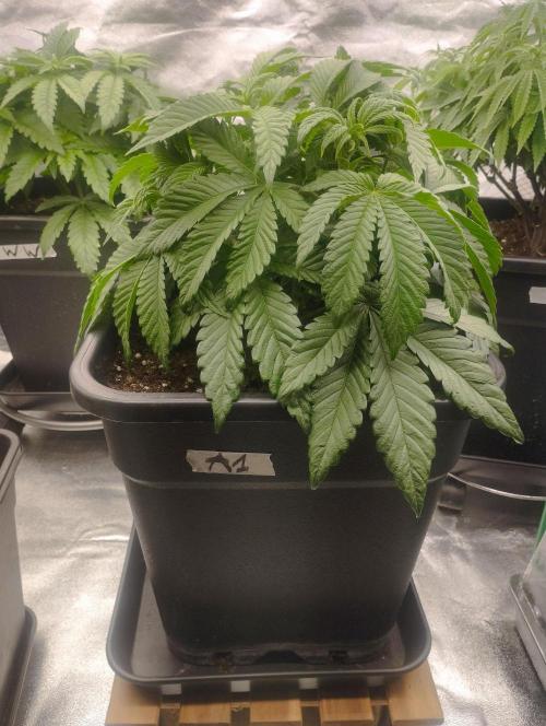 A1 (tester) - Dutch Passion. Week 7