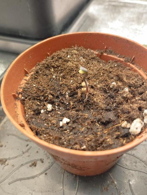 FBP - Dutch Passion. Week 0