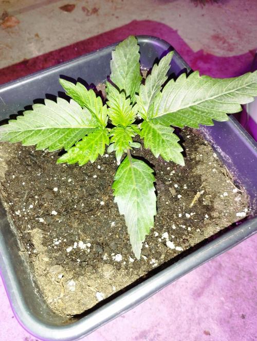 PMK (tester) - Dutch Passion. Week 3