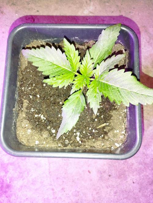 PMK (tester) - Dutch Passion. Week 3