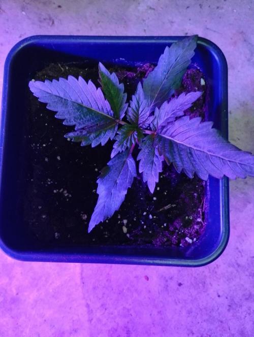 PMK (tester) - Dutch Passion. Week 3