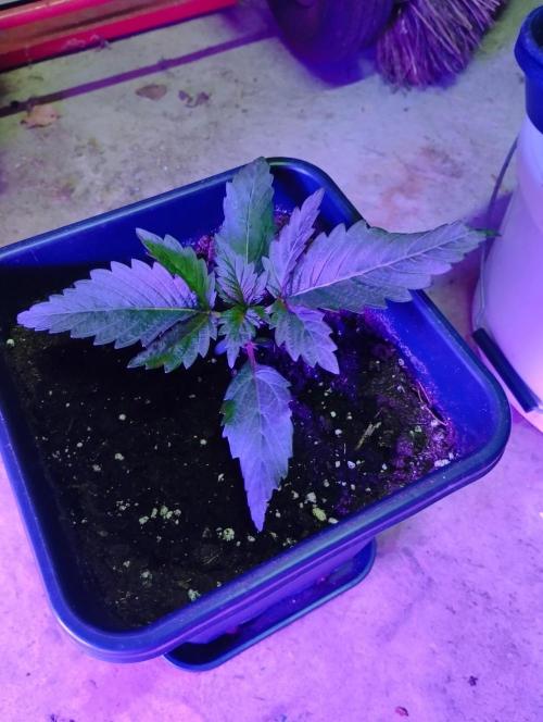 PMK (tester) - Dutch Passion. Week 3