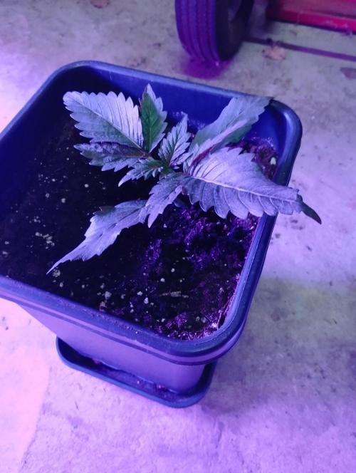 PMK (tester) - Dutch Passion. Week 3