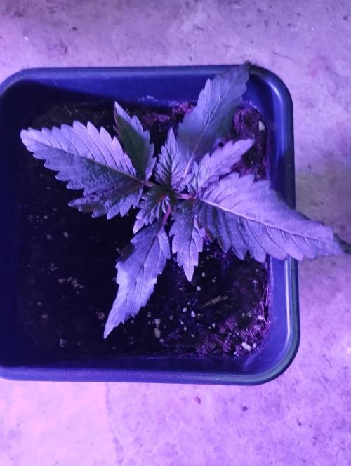 PMK (tester) - Dutch Passion. Week 3