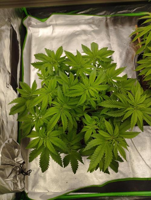 White Widow -Kera Seeds. Week 8