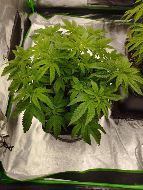 White Widow -Kera Seeds. Week 8