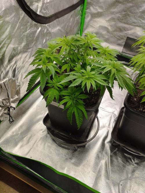 White Widow -Kera Seeds. Week 8
