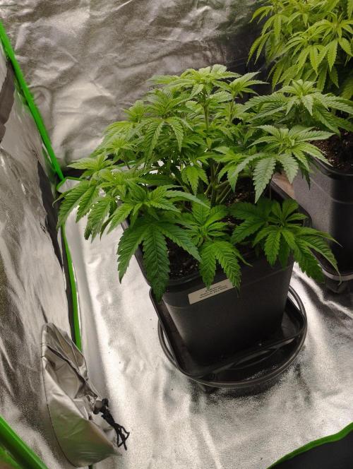 White Widow -Kera Seeds. Week 8