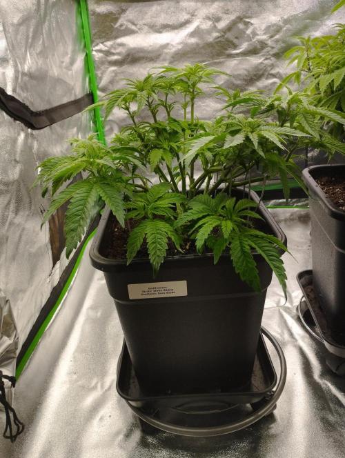 White Widow -Kera Seeds. Week 8