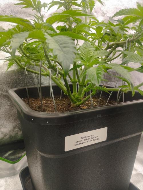 White Widow -Kera Seeds. Week 8