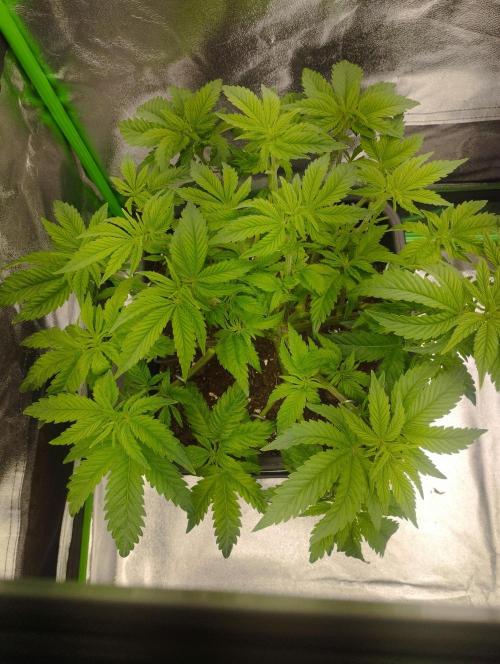 White Widow -Kera Seeds. Week 8