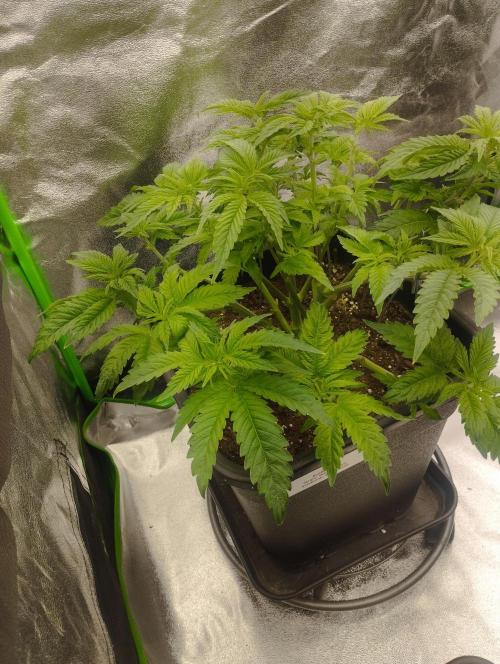 White Widow -Kera Seeds. Week 8