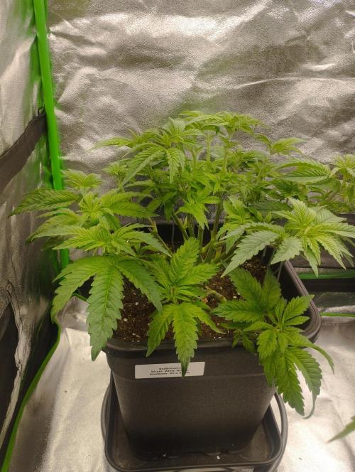 White Widow -Kera Seeds. Week 8