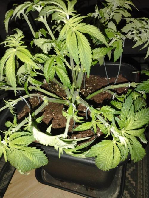 White Widow -Kera Seeds. Week 8