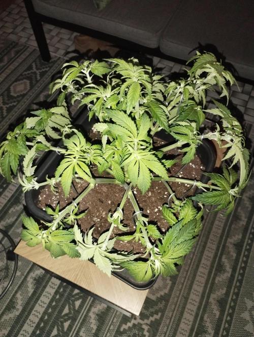 White Widow -Kera Seeds. Week 8