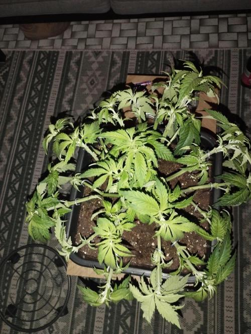 White Widow -Kera Seeds. Week 8