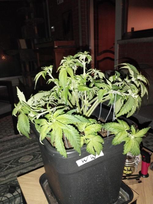 White Widow -Kera Seeds. Week 8