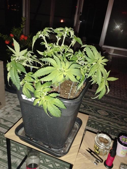 White Widow -Kera Seeds. Week 8