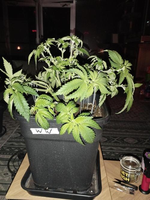 White Widow. Week 8