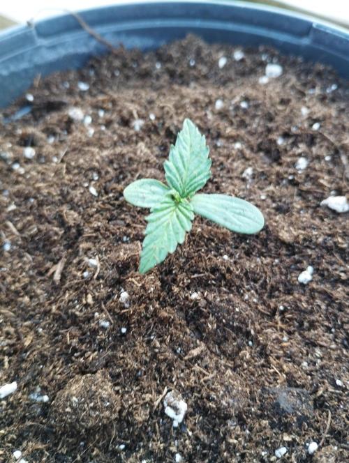 FBP - Dutch Passion. Week 1