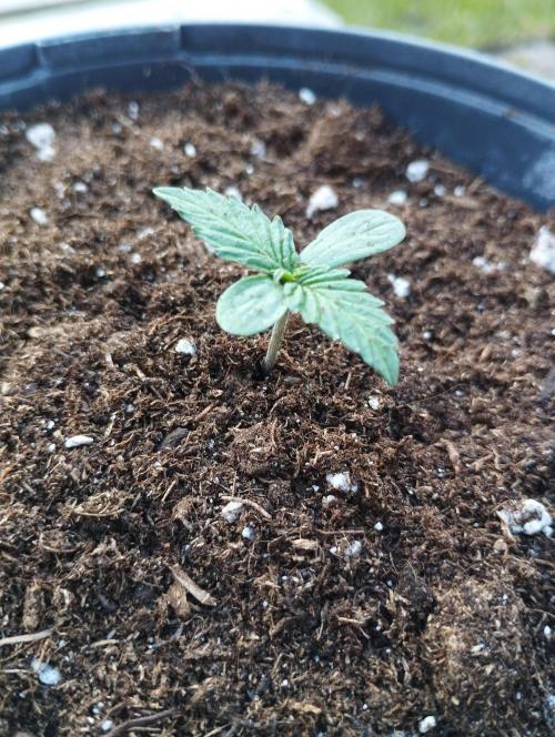 FBP - Dutch Passion. Week 1