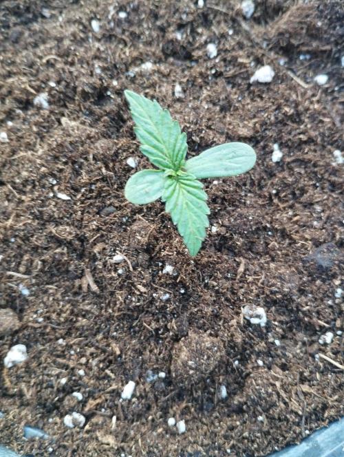 FBP - Dutch Passion. Week 1