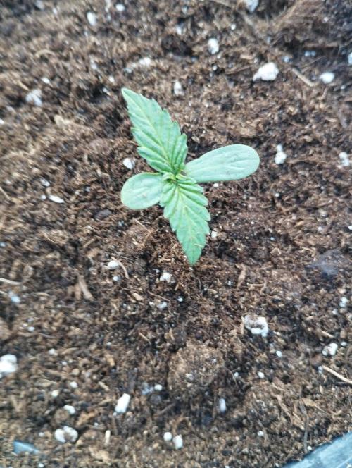 FBP - Dutch Passion. Week 1