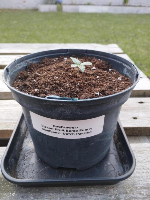 FBP - Dutch Passion. Week 1
