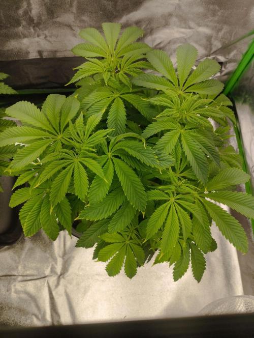 A1 (tester) - Dutch Passion. Week 9