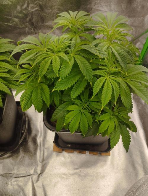 A1 (tester) - Dutch Passion. Week 9