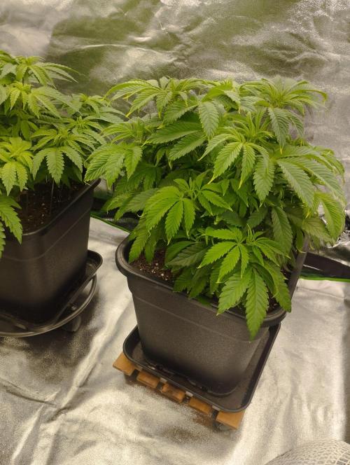 A1 (tester) - Dutch Passion. Week 9