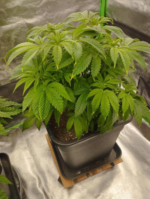 A1 (tester) - Dutch Passion. Week 9
