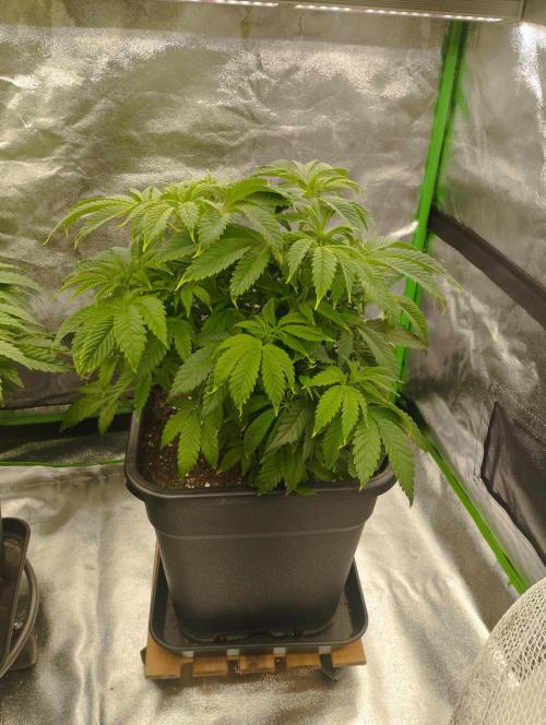 A1 (tester) - Dutch Passion. Week 9